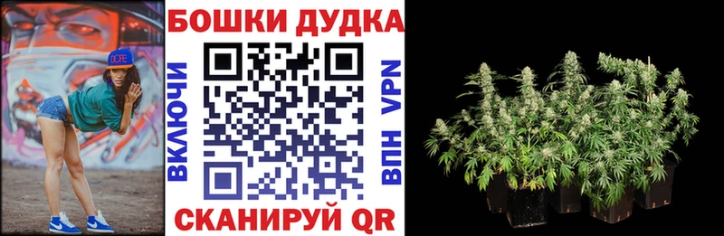 дарнет шоп  Калач  Бошки Шишки планчик 